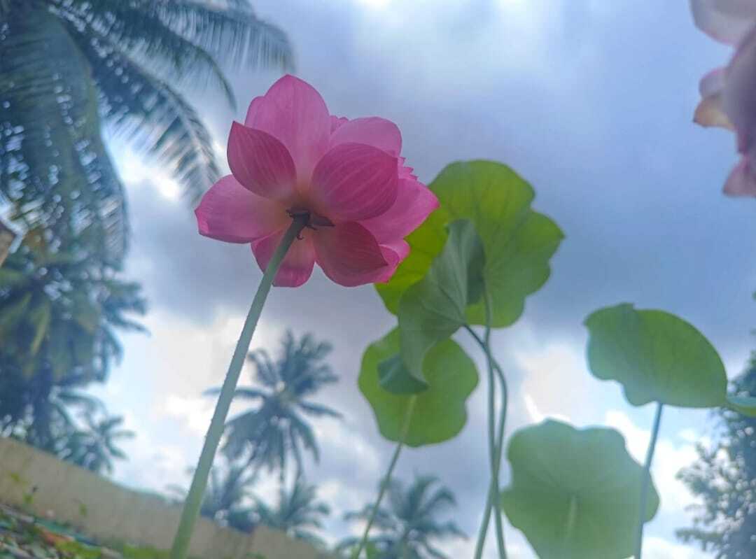 Learn Math, Science, ecology and Life competency by leveraging Lotus plant