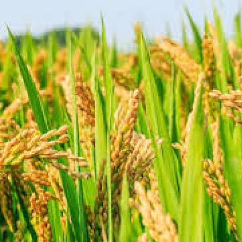 Paddy Crop