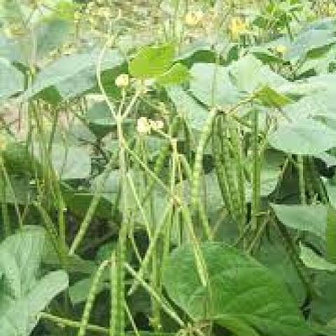 Green Gram Moong