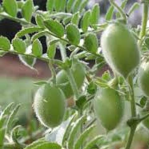Brown Gram Chickpea