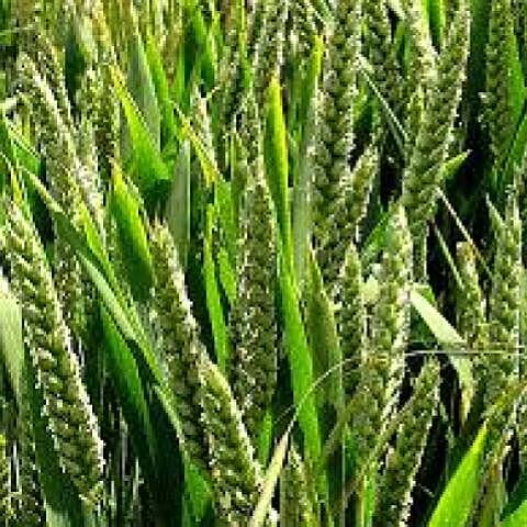 Wheat Crop