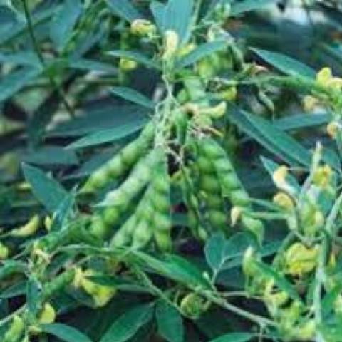 Red Gram Pigeon Pea