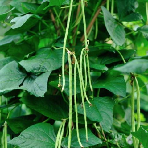 Cowpea Lobia