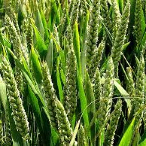 Wheat Crop